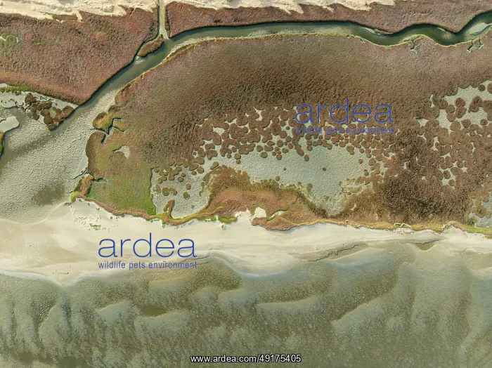 : Marshes and streams at low tide in the Walvis Bay Lagoon : Marshes and streams at low tide in the Walvis Bay Lagoon