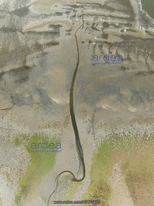 : Marshes and streams at low tide in the Walvis Bay Lagoon : Marshes and streams at low tide in the Walvis Bay Lagoon