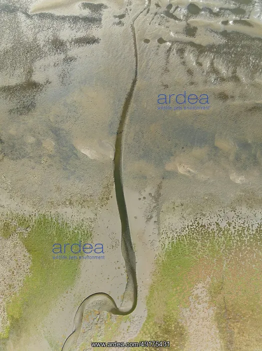 : Marshes and streams at low tide in the Walvis Bay Lagoon : Marshes and streams at low tide in the Walvis Bay Lagoon