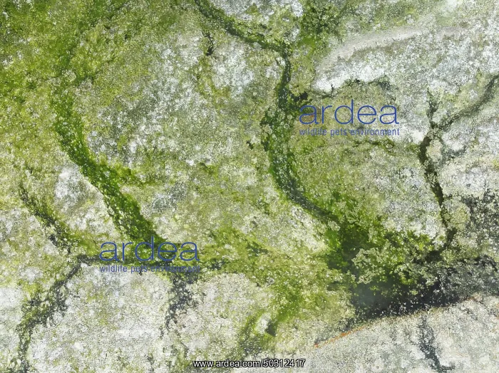 : Marshes and streams at low tide in the Walvis Bay Lagoon : Marshes and streams at low tide in the Walvis Bay Lagoon