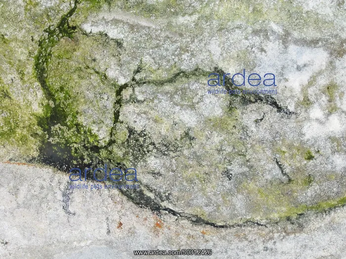 : Marshes and streams at low tide in the Walvis Bay Lagoon : Marshes and streams at low tide in the Walvis Bay Lagoon