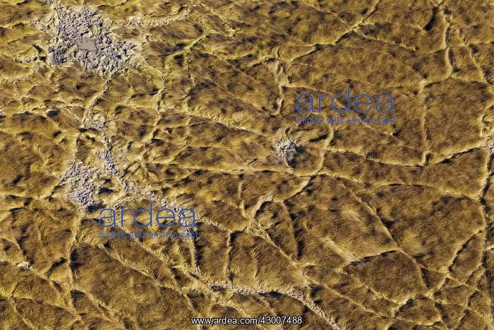 : Marshland with animal trails and little muddy pools : Marshland with animal trails and little muddy pools