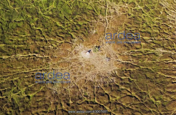 : Marshland with animal trails and termite hill aerial view : Marshland with animal trails and termite hill aerial view