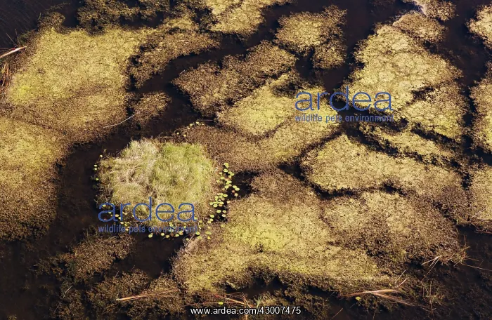 : Marshland with aquatic plants aerial view : Marshland with aquatic plants aerial view
