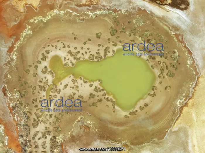 : Marshland at the lagoon Estero del Rincnn. Aerial : Marshland at the lagoon Estero del Rincnn. Aerial