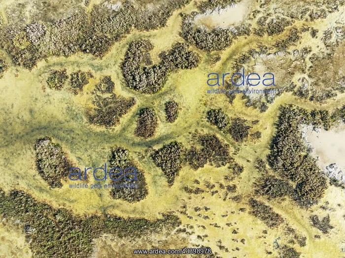: Marshland at low tide. Nature Reserve La Brea y : Marshland at low tide. Nature Reserve La Brea y