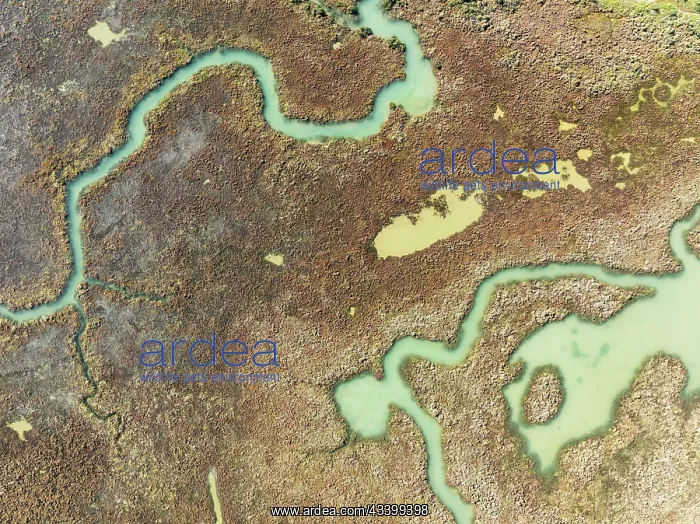 : Marshland at low tide. Nature Reserve La Brea y : Marshland at low tide. Nature Reserve La Brea y