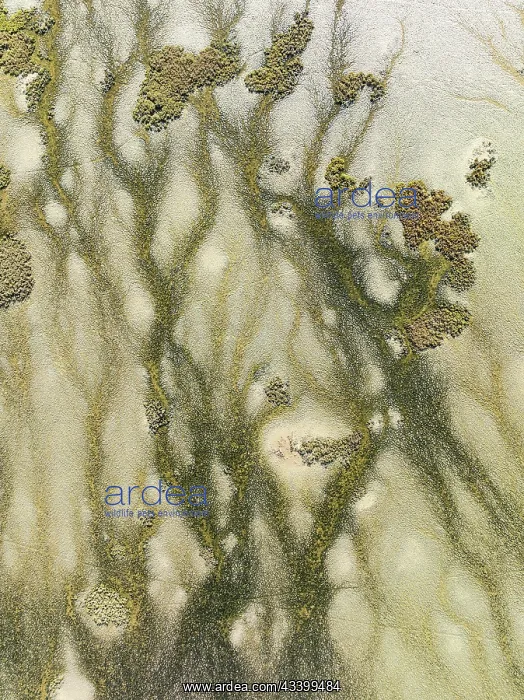 : Marshland at low tide. Nature Reserve La Brea y : Marshland at low tide. Nature Reserve La Brea y