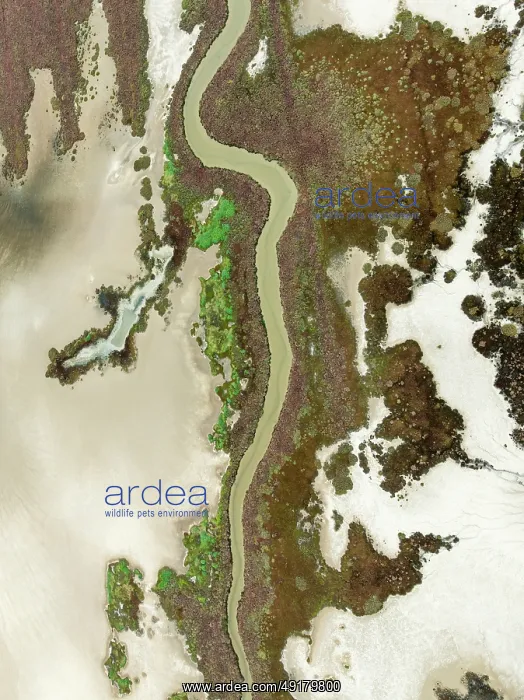 : Marshland at low tide. Nature Reserve La Breña y Marismas del Barbate : Marshland at low tide. Nature Reserve La Breña y Marismas del Barbate