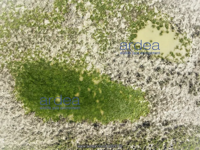  : Detail of marshland near Sanlcar de Barrameda