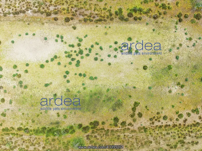 : Detail of marshland near Sanlcar de Barrameda : Detail of marshland near Sanlcar de Barrameda