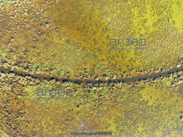 : Detail of marshland near Sanlcar de Barrameda : Detail of marshland near Sanlcar de Barrameda