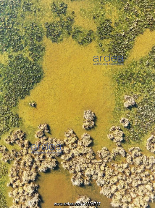 : Detail of marshland near Sanlcar de Barrameda : Detail of marshland near Sanlcar de Barrameda