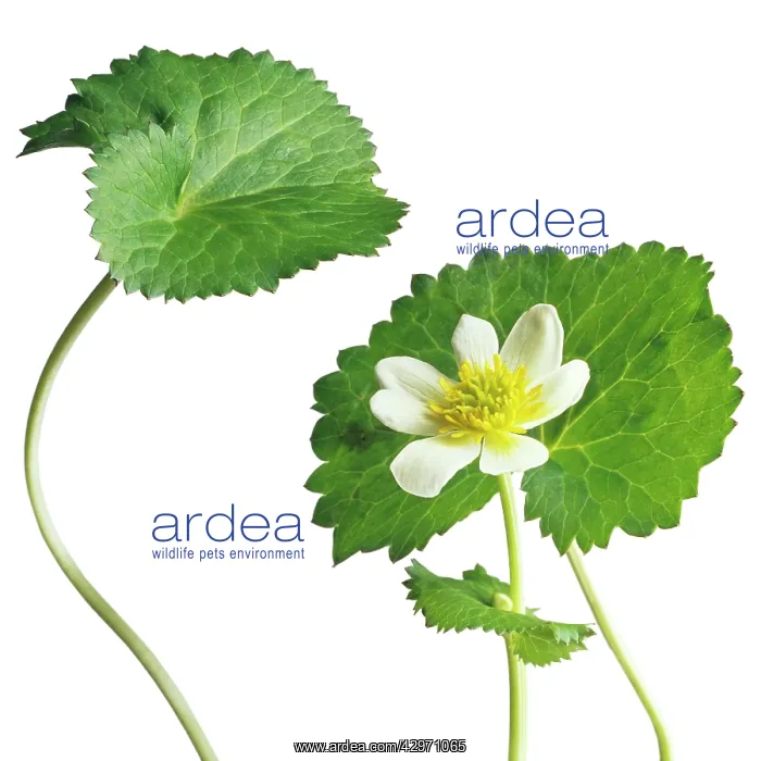 : Marshmarigold : Marshmarigold