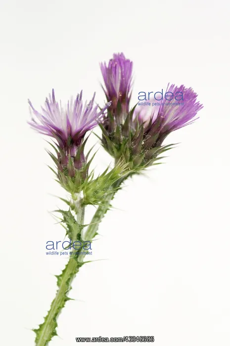 : Marshthistle : Marshthistle