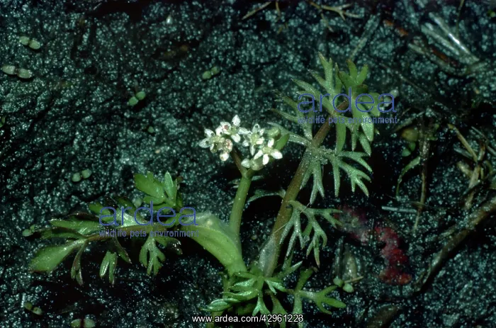  : Marshwort (Apium inundatum)