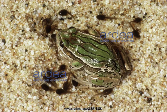 : Marsupial Frog : Marsupial Frog