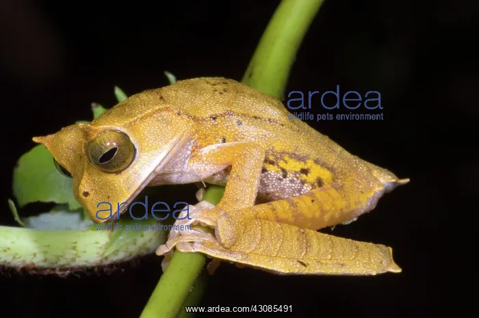 : Marsupial Frog : Marsupial Frog