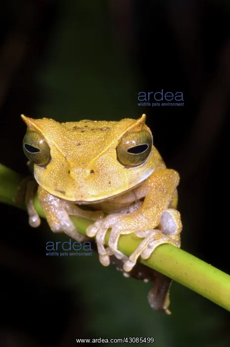 : Marsupial Frog : Marsupial Frog