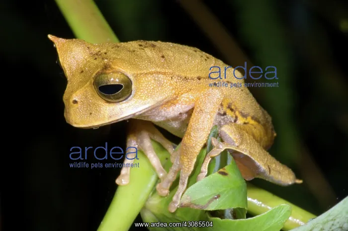 : Marsupial Frog : Marsupial Frog