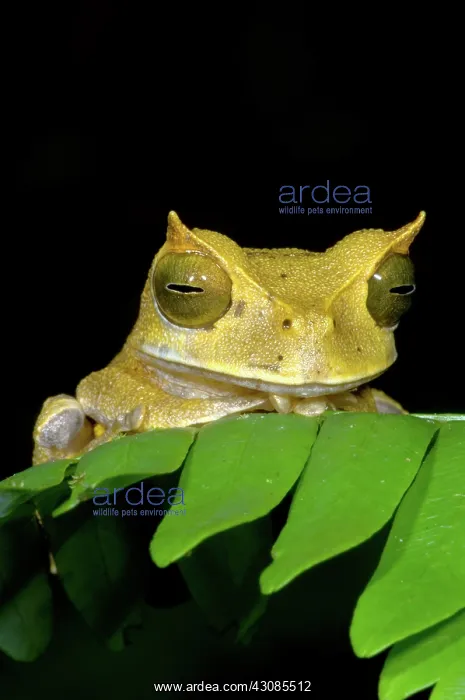 : Marsupial Frog : Marsupial Frog