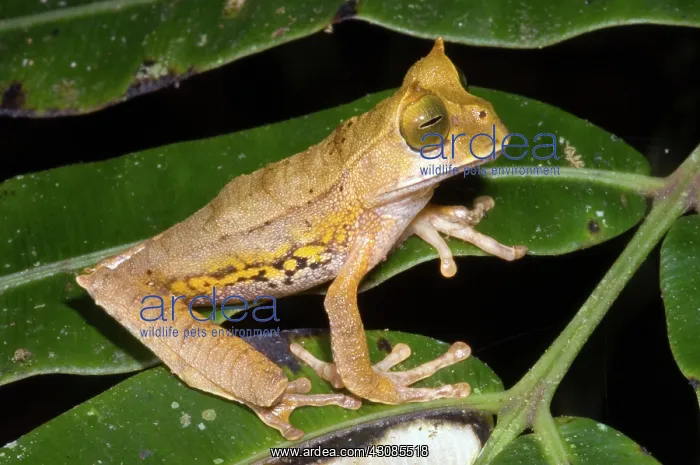 : Marsupial Frog : Marsupial Frog