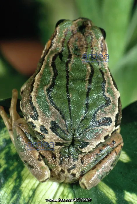 : Marsupial Frog : Marsupial Frog