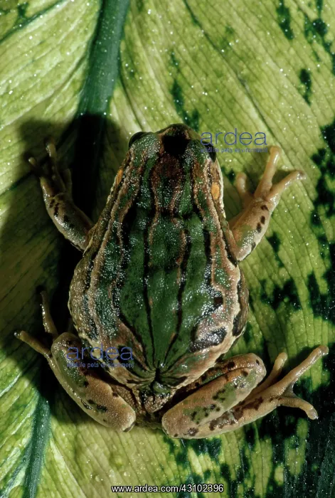 : Marsupial Frog : Marsupial Frog