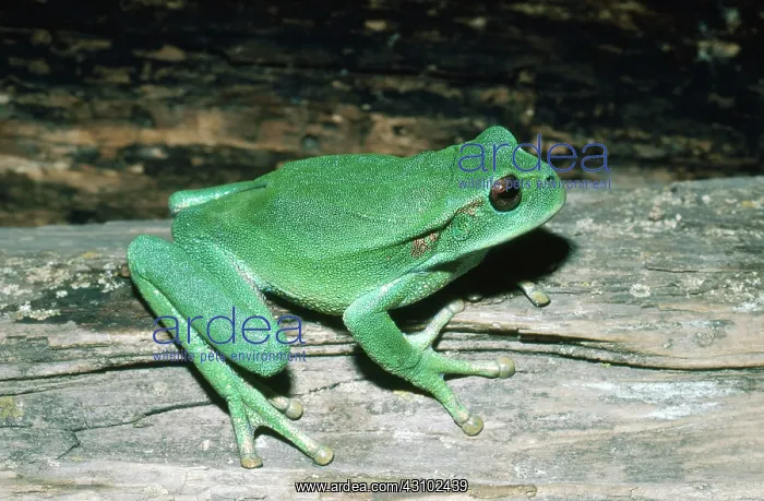 : Marsupial Frog : Marsupial Frog