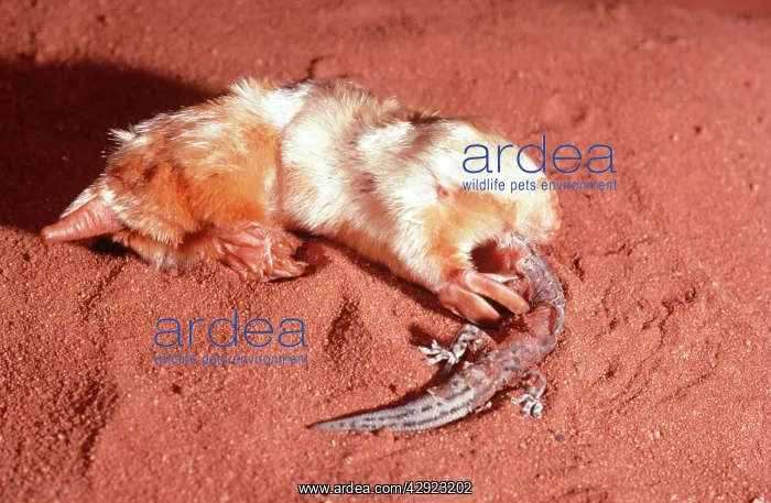 : Marsupial Mole / Itjari-itjari / Blind Sand Burrower : Marsupial Mole / Itjari-itjari / Blind Sand Burrower