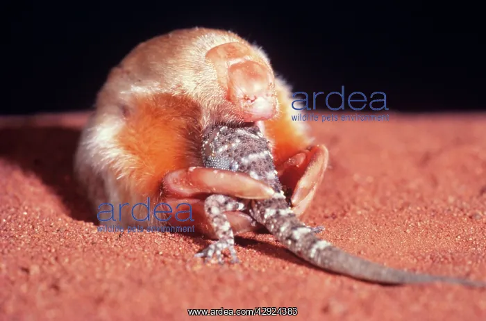 : Marsupial Mole / Itjari-itjari / Blind Sand Burrower : Marsupial Mole / Itjari-itjari / Blind Sand Burrower