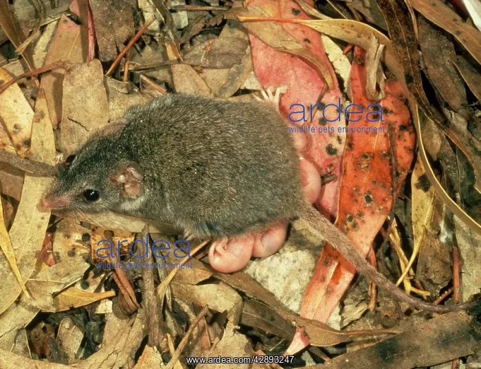 : Marsupial Mouse / Brown Antechinus With Suckling Young : Marsupial Mouse / Brown Antechinus With Suckling Young