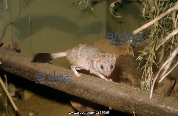: Marsupial Mouse / Kowari : Marsupial Mouse / Kowari