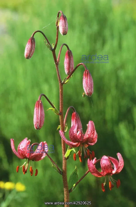 : Martagon Lily : Martagon Lily