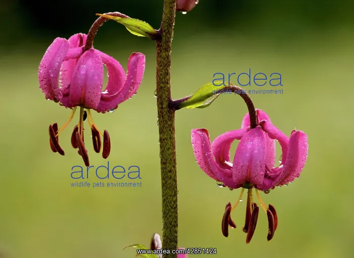 : Martagon Lily - with early morning dew and raindrops : Martagon Lily - with early morning dew and raindrops