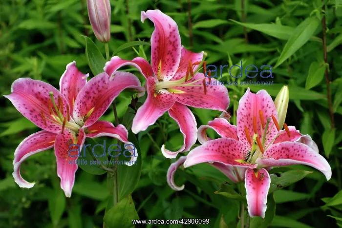  : Martagon Lily - Garden hybrid