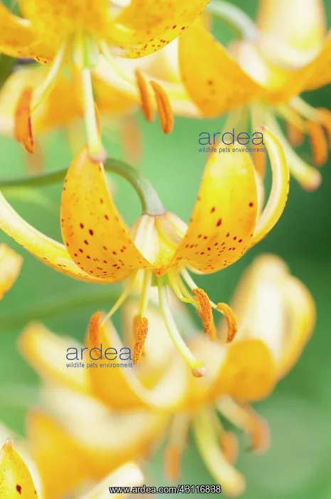 : Martagon Lily, Lilium hansonii, several flowers showing refl : Martagon Lily, Lilium hansonii, several flowers showing refl