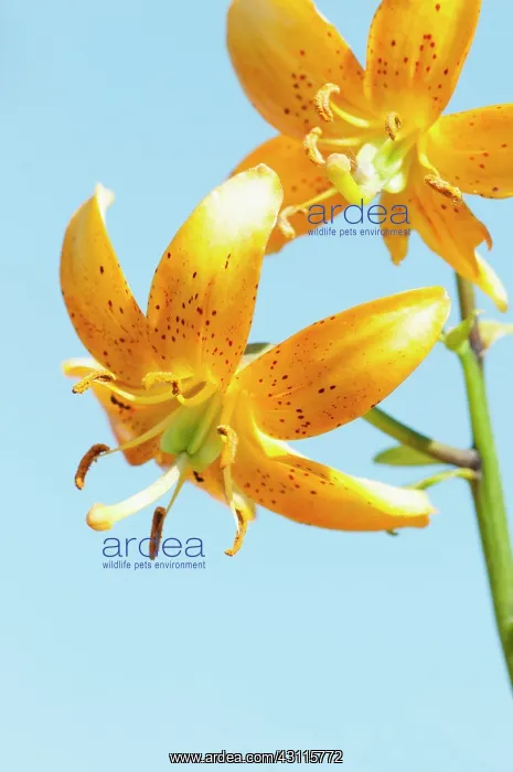 : Martagon Lily, Lilium hansonii, Two orange spotted : Martagon Lily, Lilium hansonii, Two orange spotted