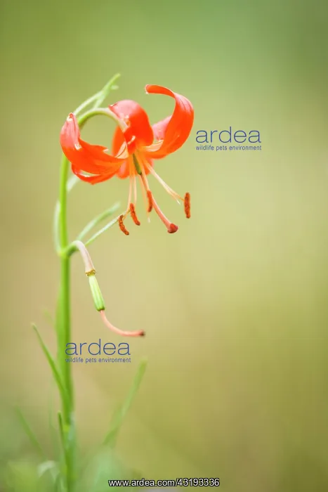 : Martagon lily (Lilium martagon) in bloom, Tsaritsyn : Martagon lily (Lilium martagon) in bloom, Tsaritsyn