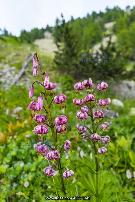 : Martagon Lily (Lilium martagon), Col de la Cayolle : Martagon Lily (Lilium martagon), Col de la Cayolle
