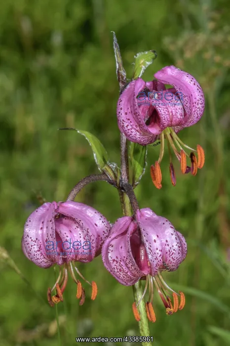: Martagon lily, Lilium martagon in flower in the French Alps : Martagon lily, Lilium martagon in flower in the French Alps