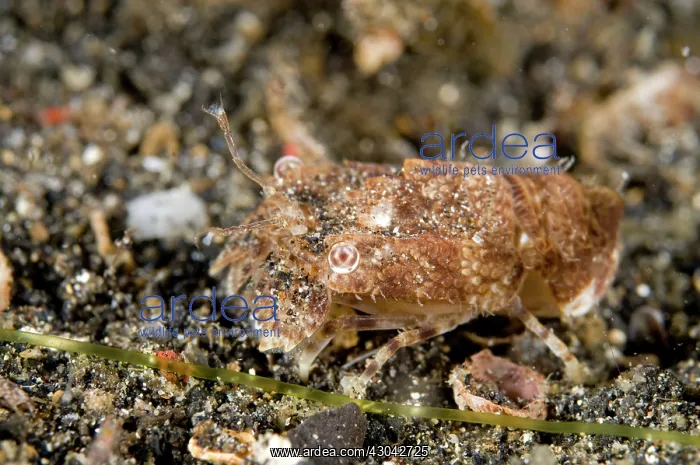 : Martens Locust Slipper Lobster : Martens Locust Slipper Lobster