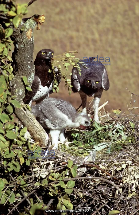 : MARTIAL EAGLE : MARTIAL EAGLE