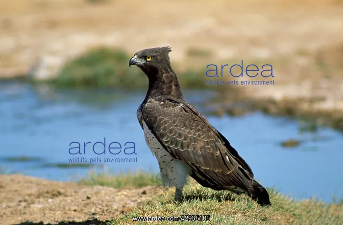 : Martial Eagle : Martial Eagle