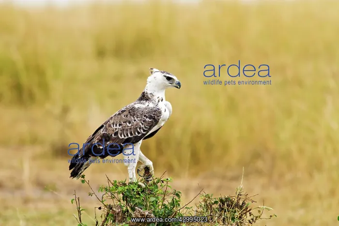 : Martial Eagle : Martial Eagle
