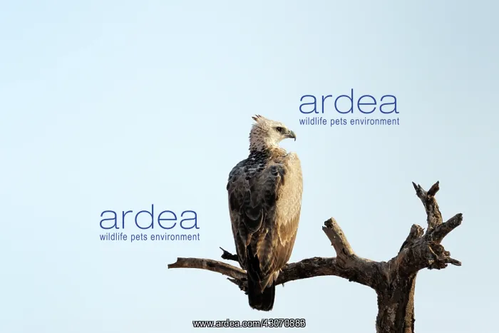 : Martial Eagle : Martial Eagle