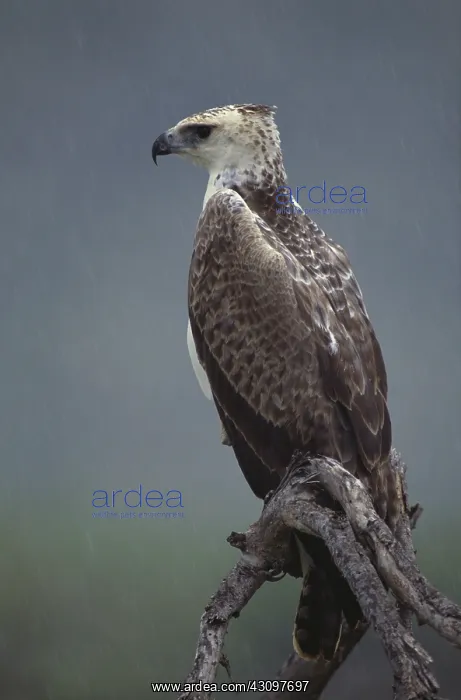 : Martial Eagle : Martial Eagle