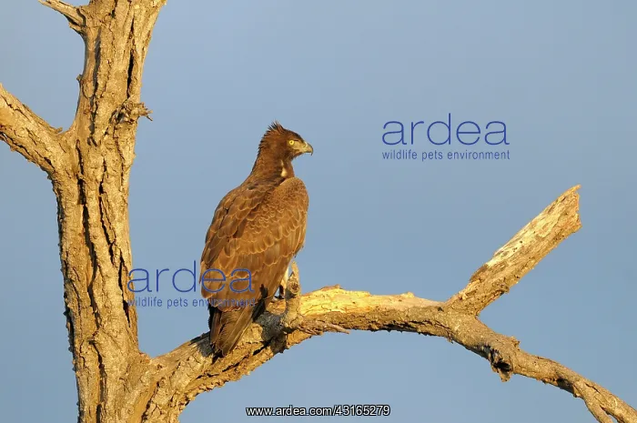 : Martial Eagle : Martial Eagle