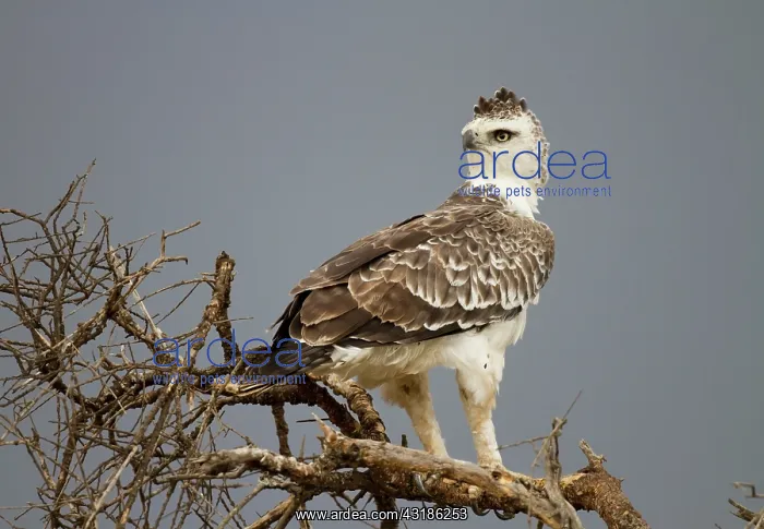 : Martial Eagle : Martial Eagle