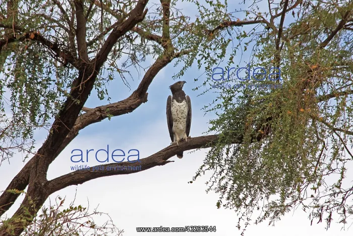 : Martial Eagle